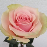 Pink Swan Rose d'Equateur Ethiflora